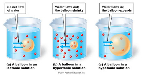 Potato Osmosis Experiment Aj X Biolit