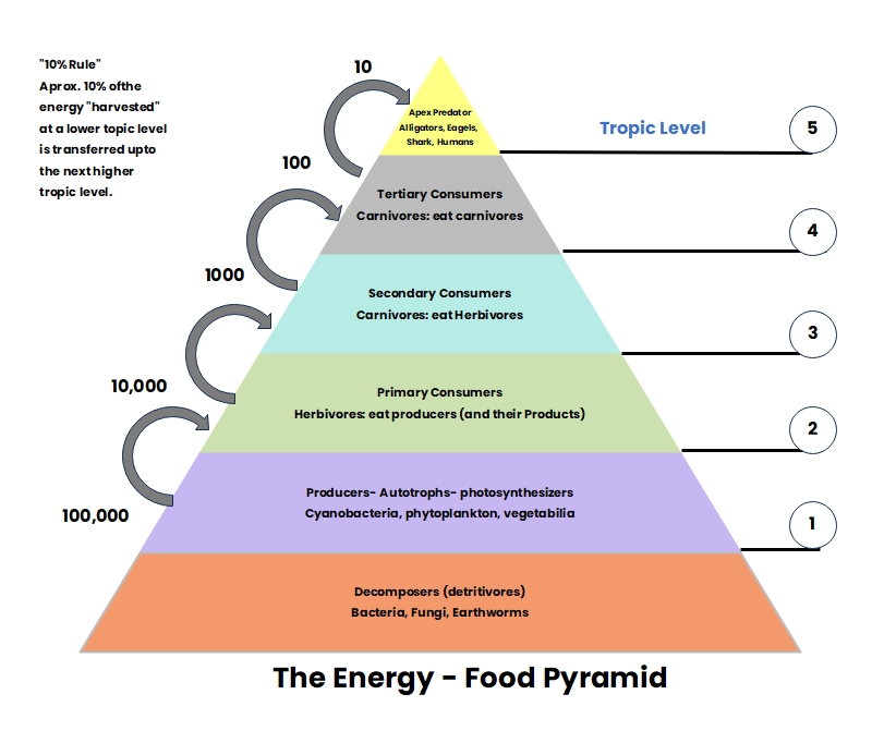 Power Of Pyramids Worksheets