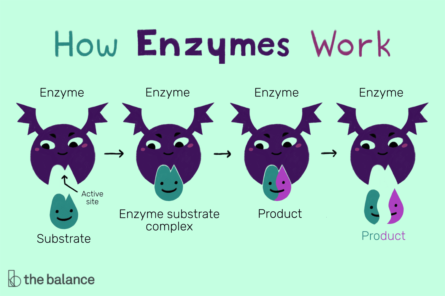 Ppt Chapter 5 Enzymes What Are Enzymes And How Do They Work