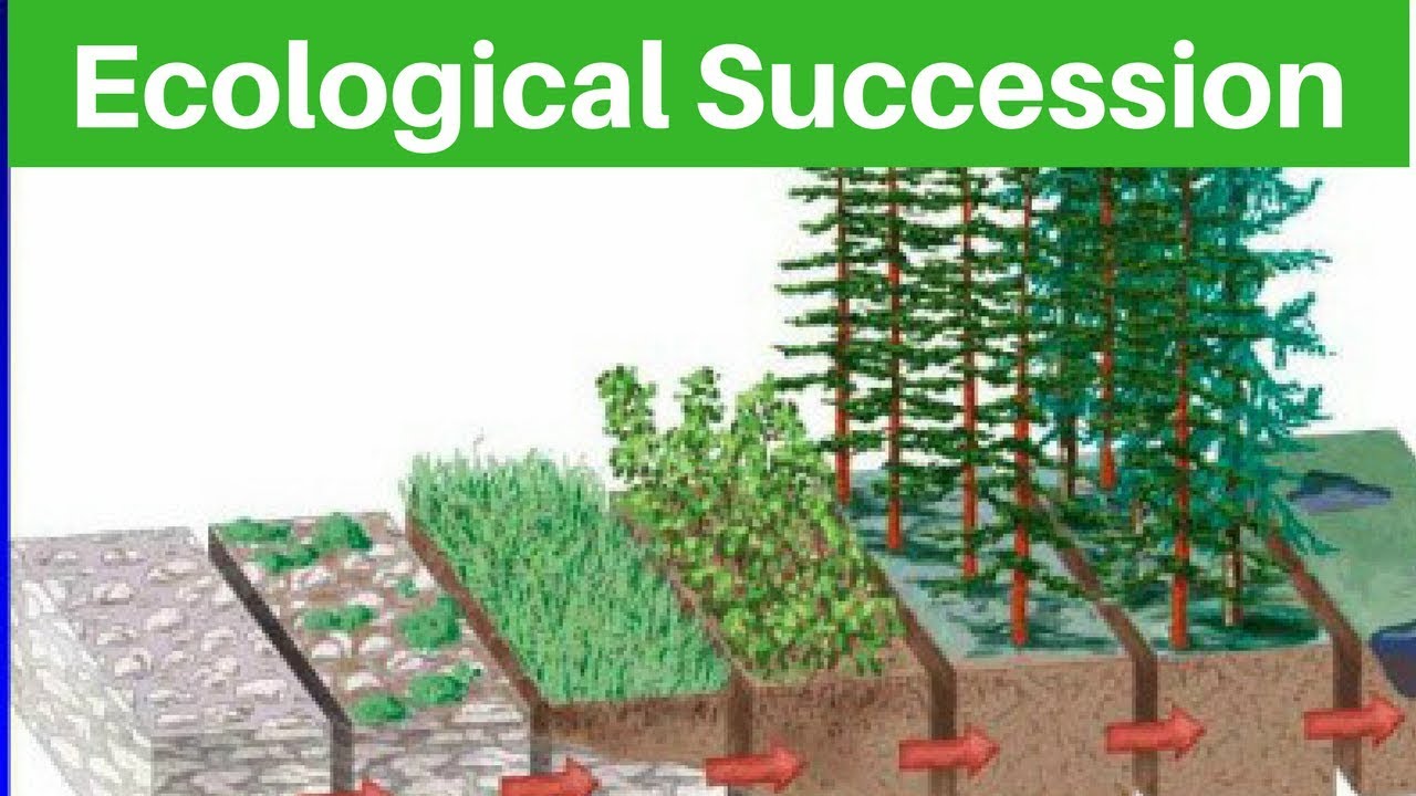 Ppt Ecological Succession Change In An Ecosystem Powerpoint