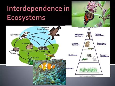 Ppt Interdependence In Ecosystems Powerpoint Presentation Id 2737153