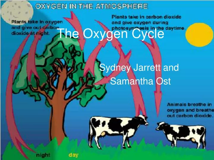 Ppt The Oxygen Cycle Powerpoint Presentation Free Download Id 2435815