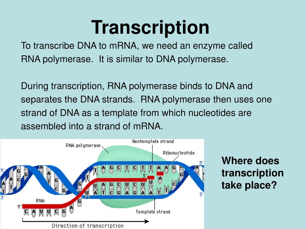 Ppt Transcription And Translation Powerpoint Presentation Free