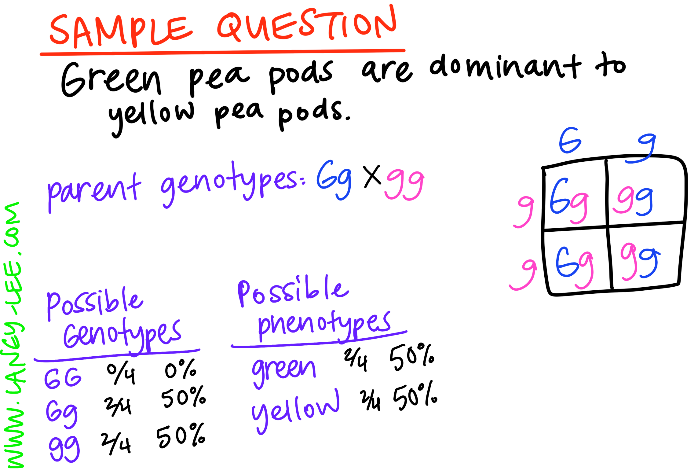 Practice Punnett Square By Teacher Rita Tpt