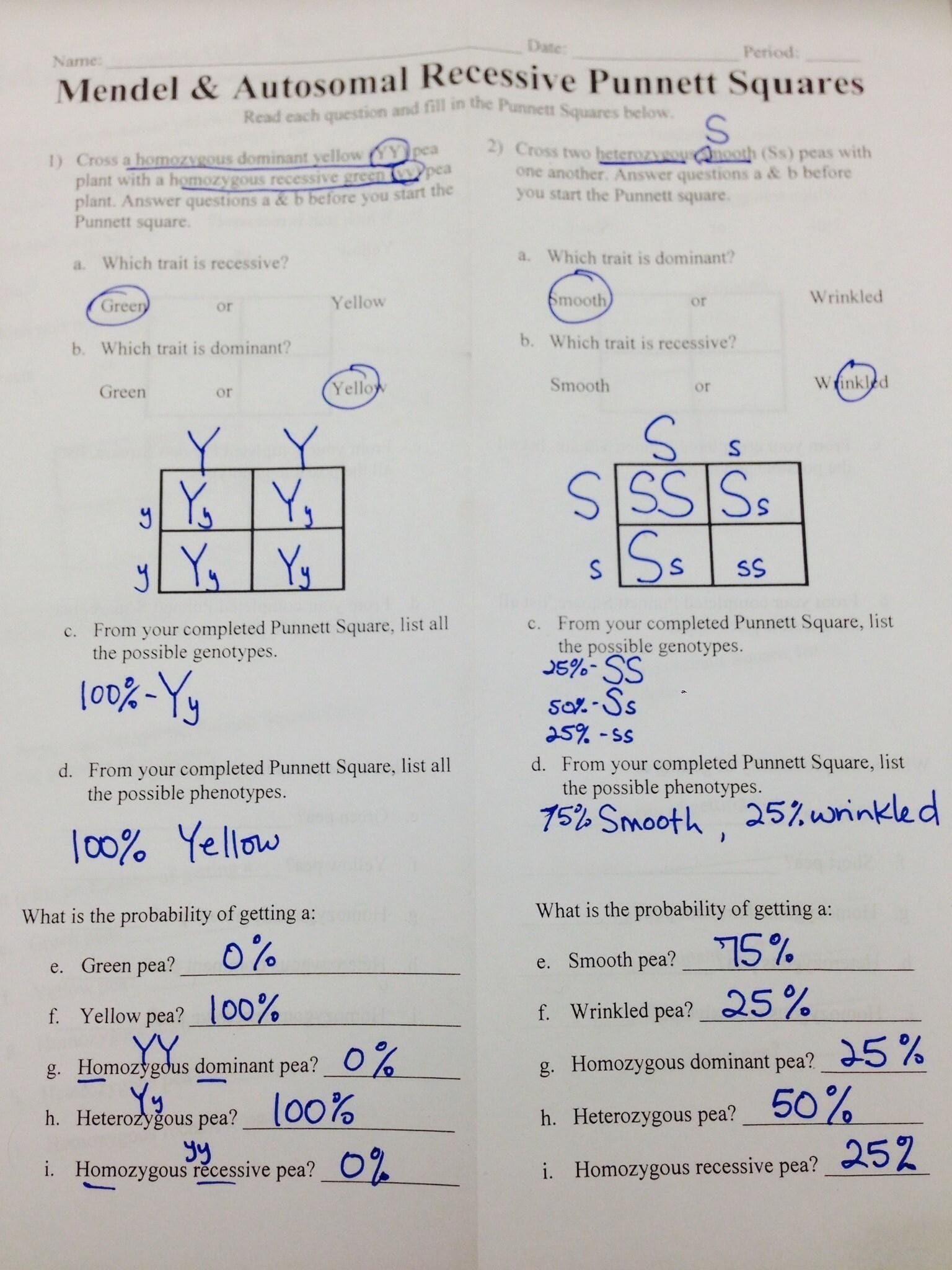 Practice Punnett Squares Answer Key Worksheets Library