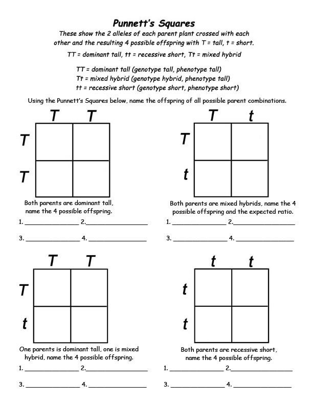 Practice With Punnett Squares Worksheet