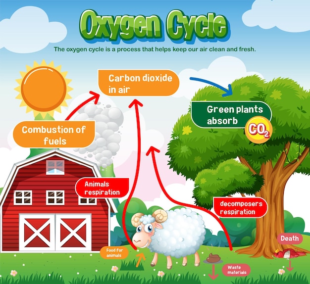 Premium Vector Oxygen Cycle Diagram For Science Education