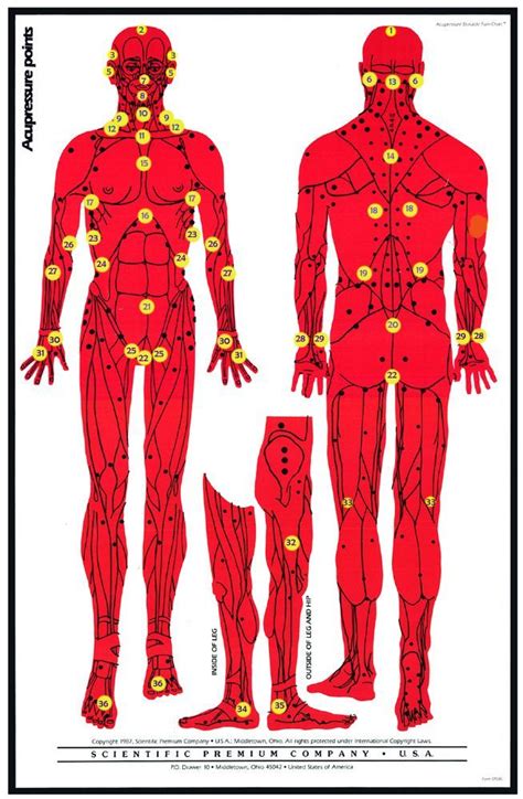 Pressure Points For Self Defense Diagram