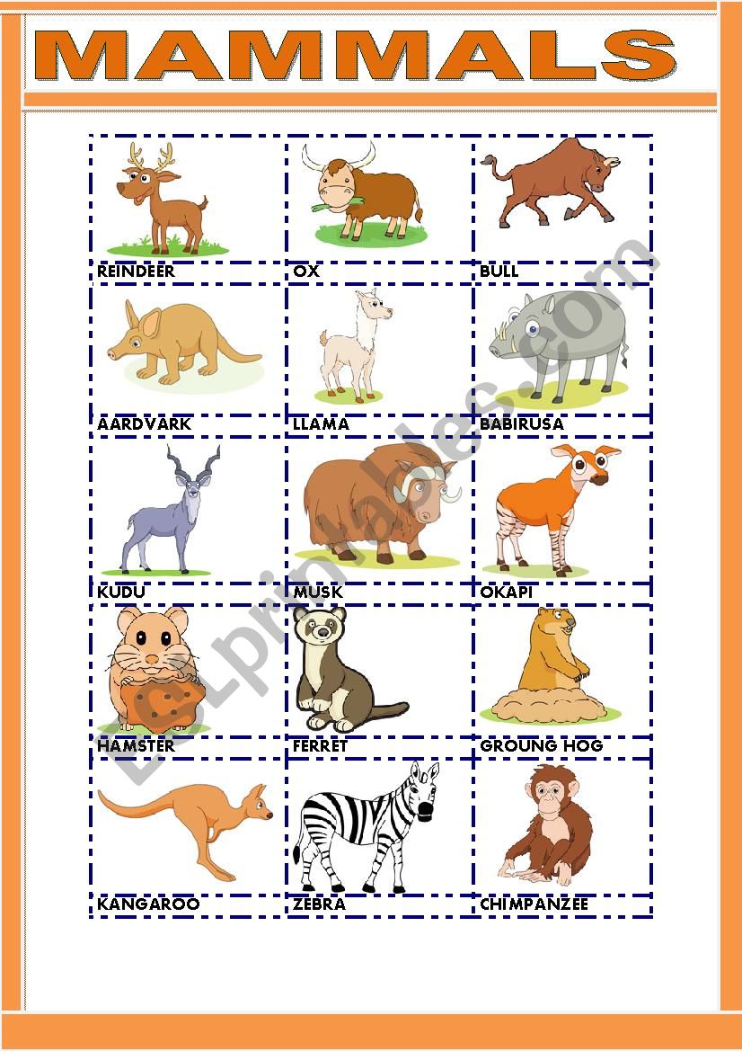 5 Fun Mammal Worksheets for Kindergarten Kids