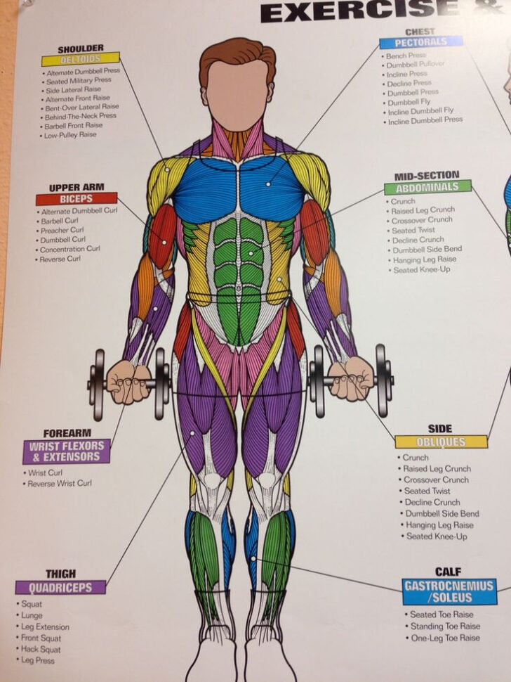 Printable Muscle Anatomy Chart Fitness Muscle Diagram Blog Dandk