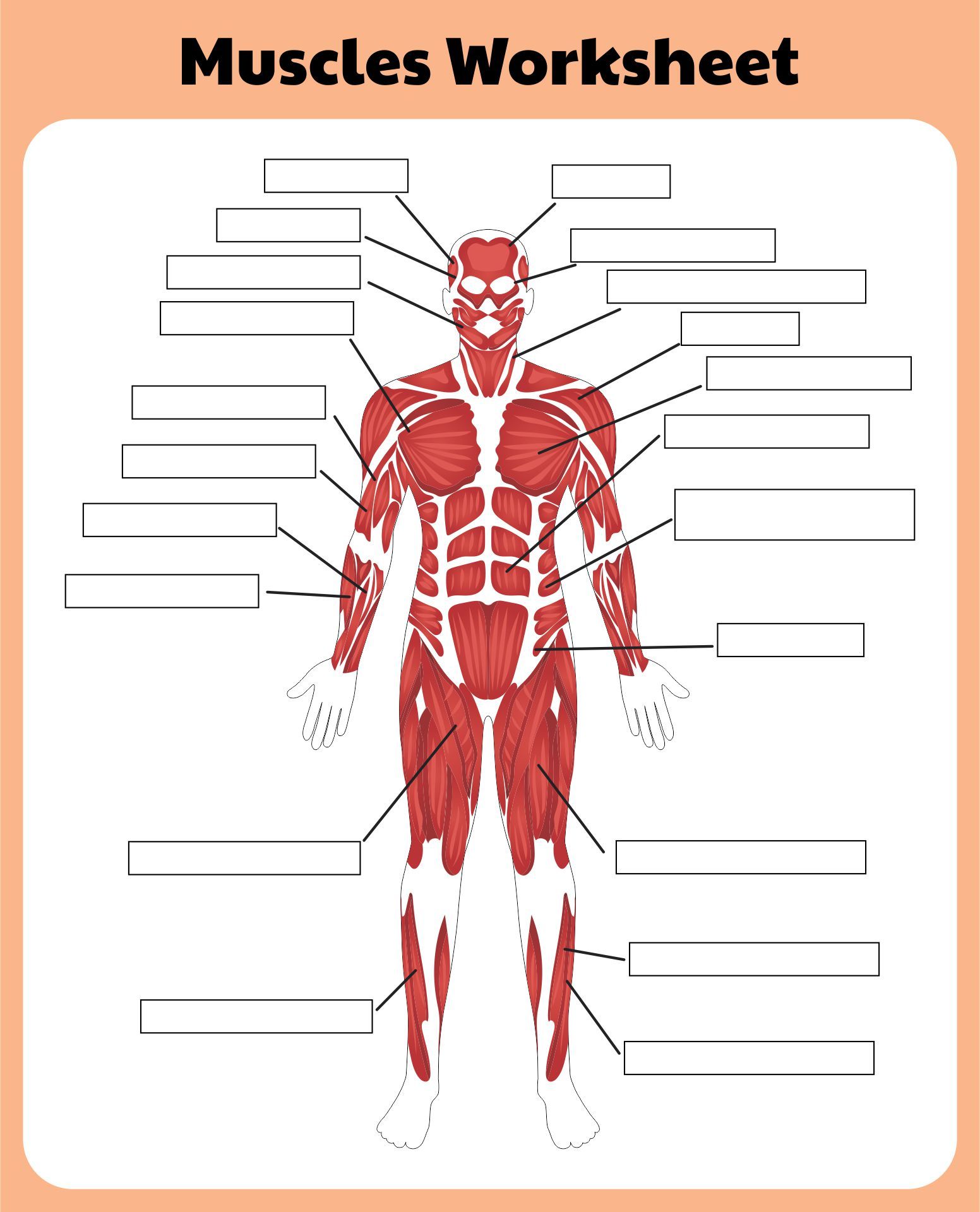 Printable Muscle Labeling Worksheet Pdf