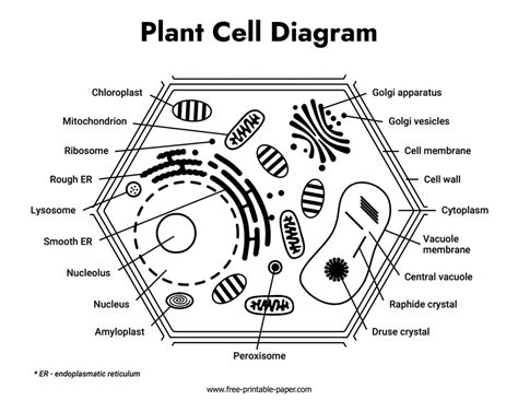 Printable Plant Cell Diagram