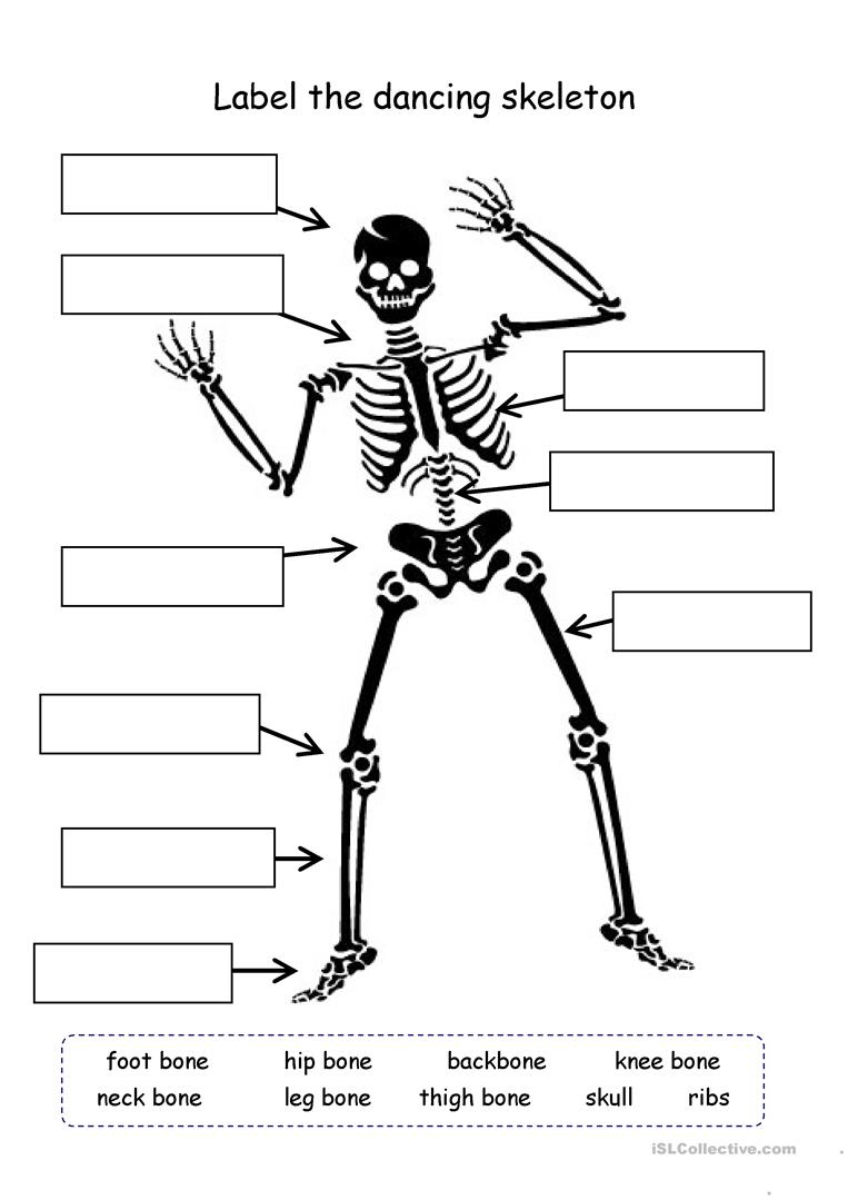 Printable Skeleton Labeling Worksheet