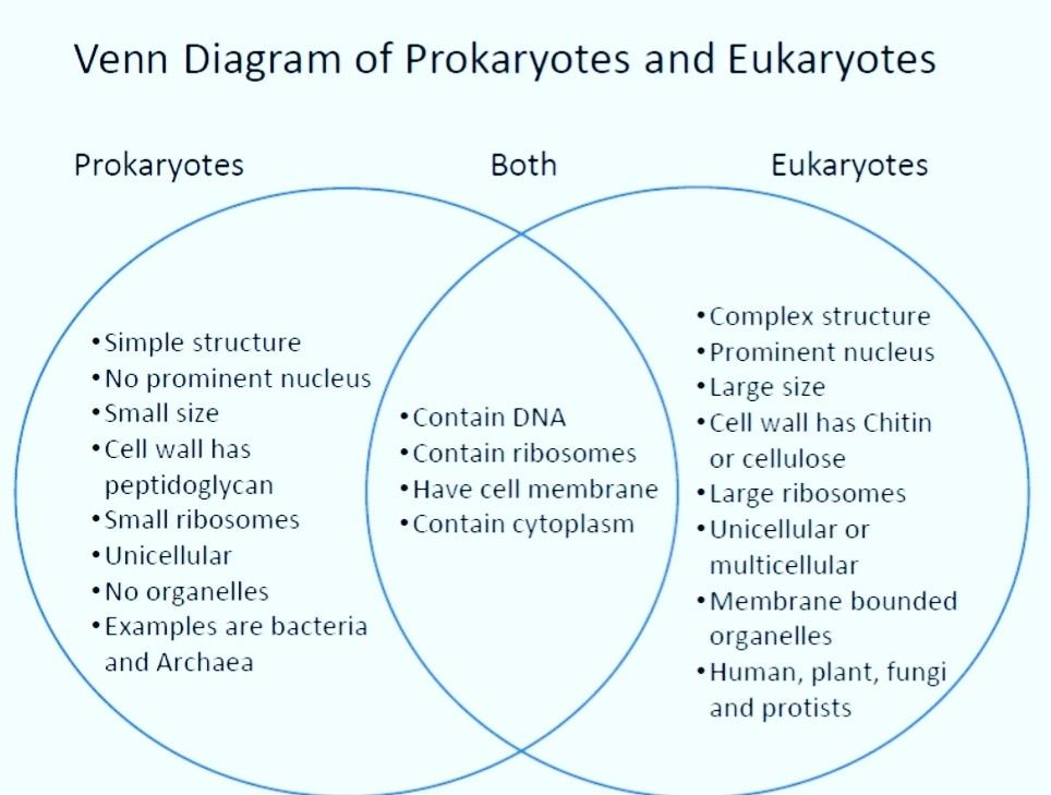 Prokaryotes And Eukaryotes Venn Diagram