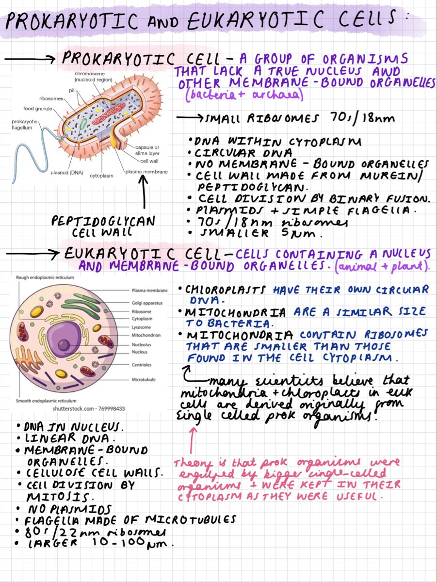 Prokaryotic And Eukaryotic Worksheet Lecture Notes Genetics Docsity