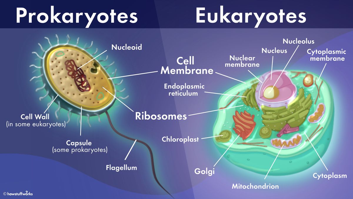 Prokaryotic Vs Eukaryotic Cells Similarities And Differences