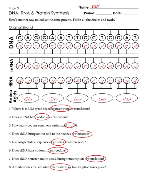 5 Key Answers for Your Protein Synthesis Worksheet