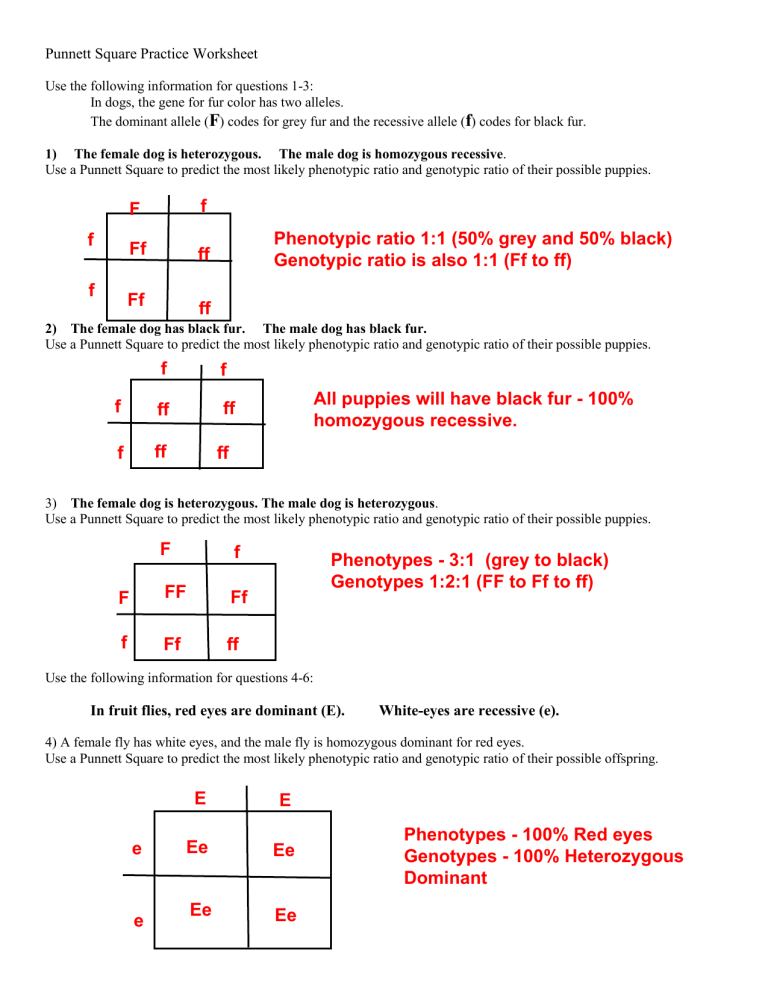 Punnett Square Practice Answers