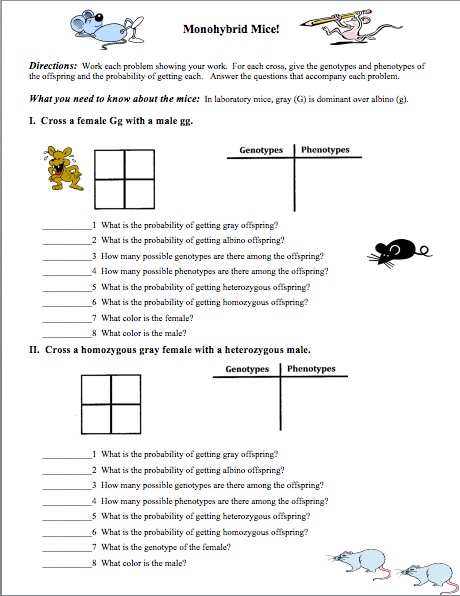 Punnett Square Practice Monohybrid Mice Ansers 33 Monohybrid Punnett