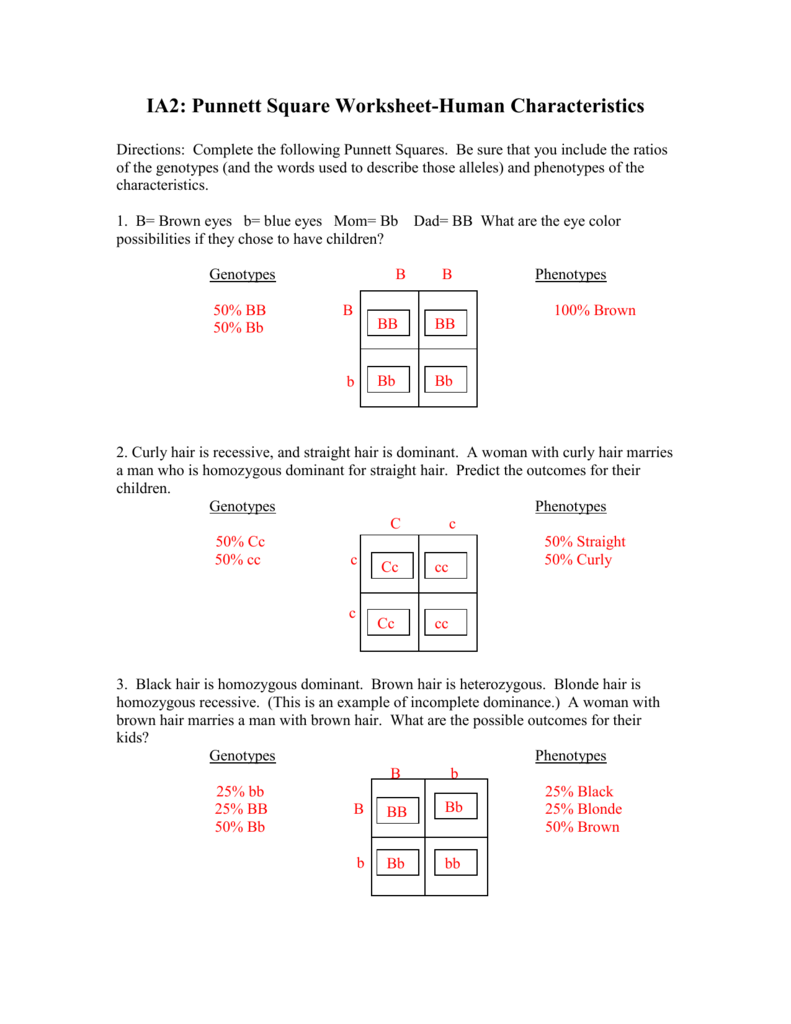 Punnett Square Worksheet Answer Key Human Characteristics Printable Worksheets And Activities