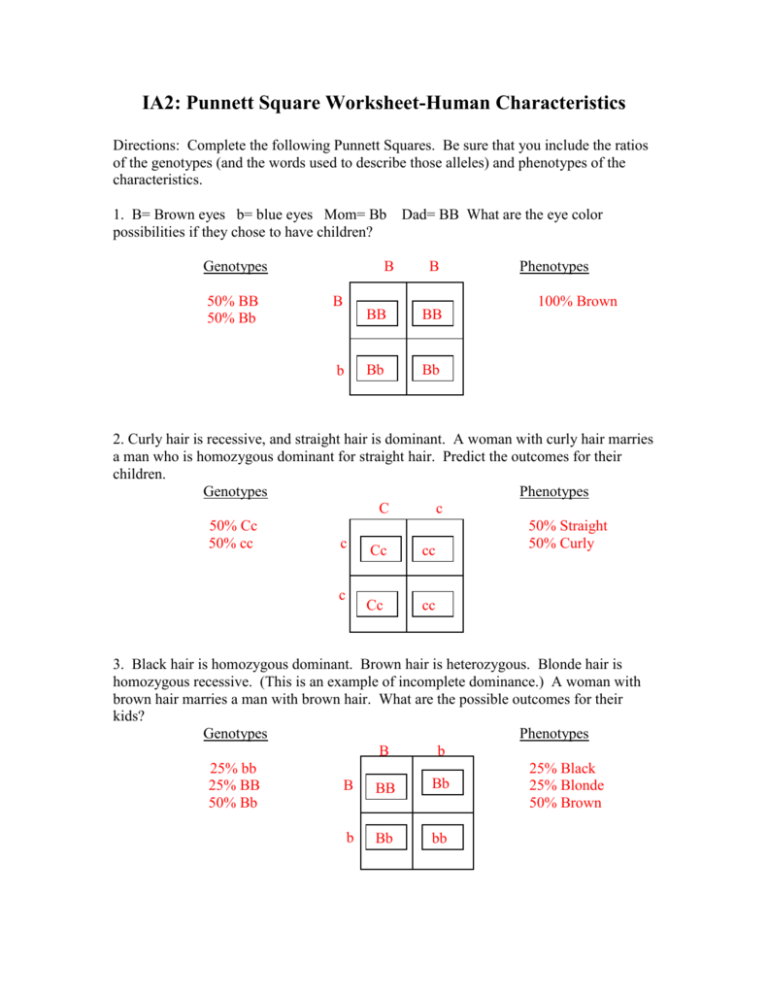 Mastering Punnett Squares: Human Traits Explained