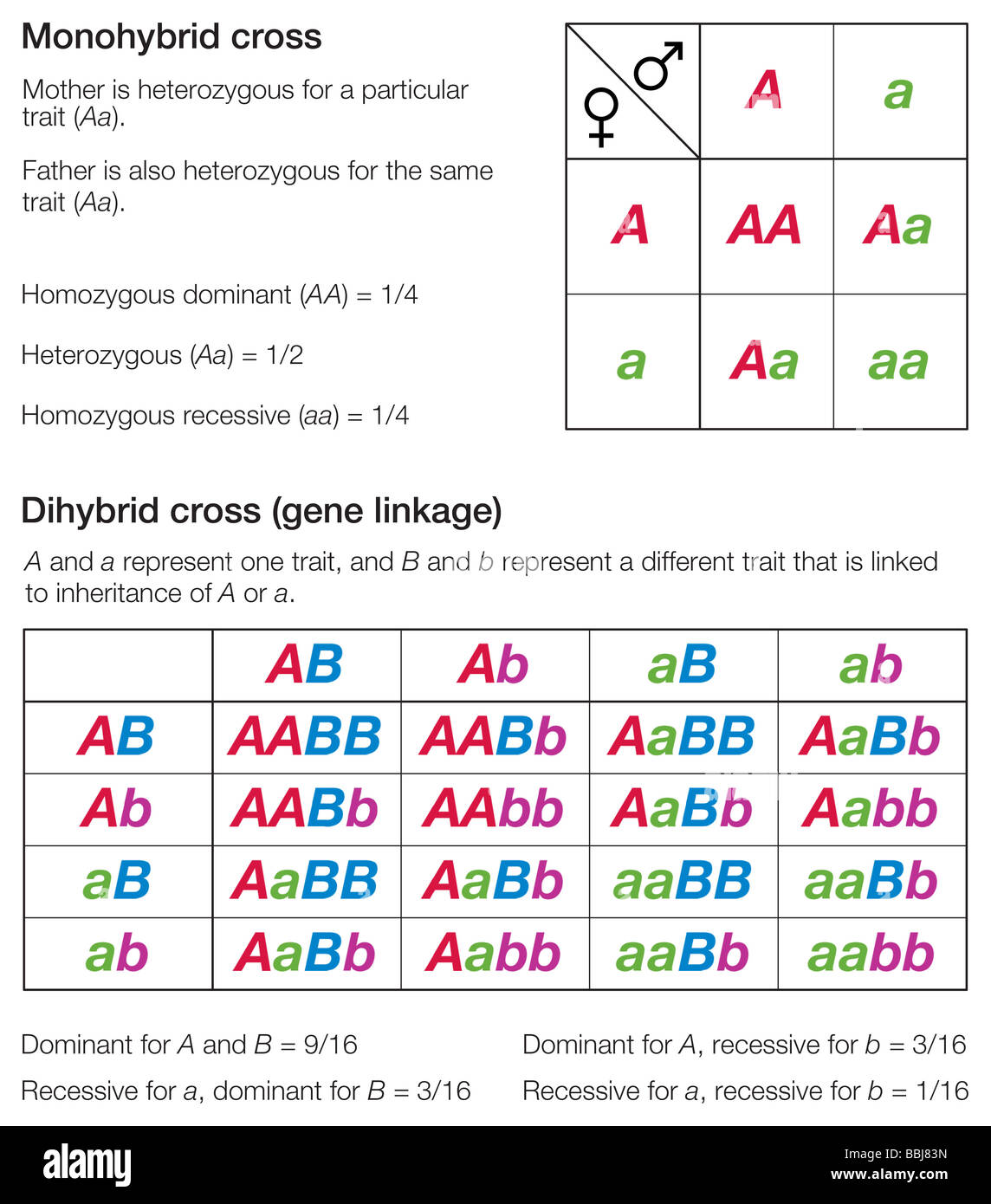 Punnett Squares Dihybrid Crosses Powerpoint Lesson Plan By Haney Science