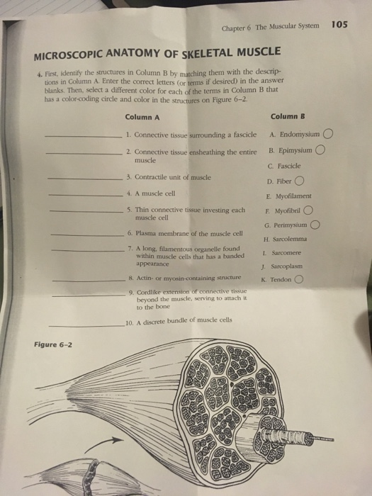 Quick Facts About Microscopic Anatomy Of Skeletal Muscle Worksheet