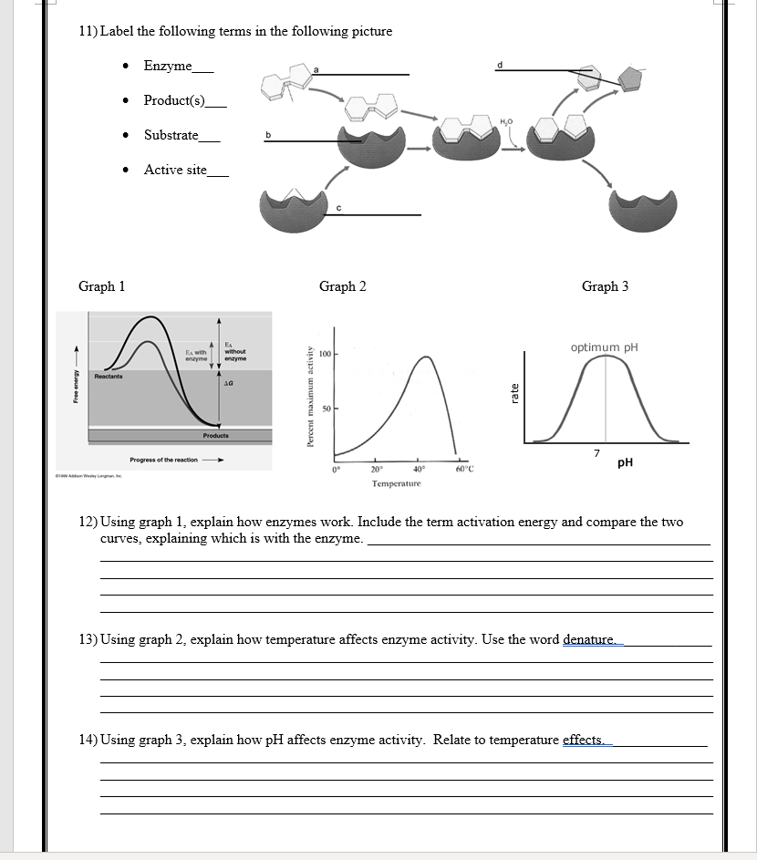 Quiz Amp Worksheet Biology Lab For Restriction Enzyme Analysis Of Dna Study Com