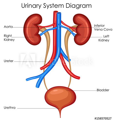 Quiz Worksheet Organs Of The Urinary System Study Com