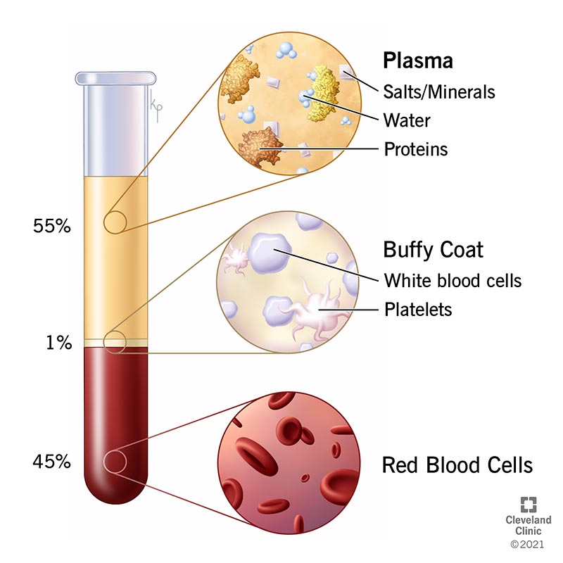 Red Blood Cells And White Blood Cells And Plasma