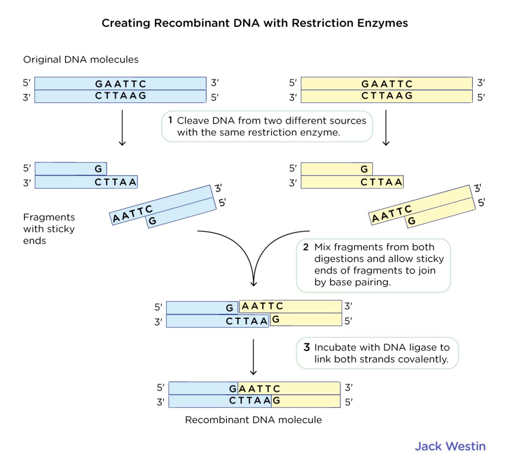 Restriction Enzyme Activity By Redway Science Teachers Pay Teachers