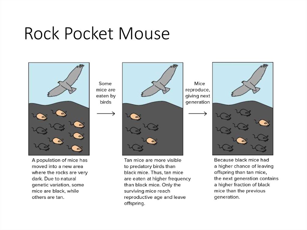 5 Fascinating Facts About Rock Pocket Mice