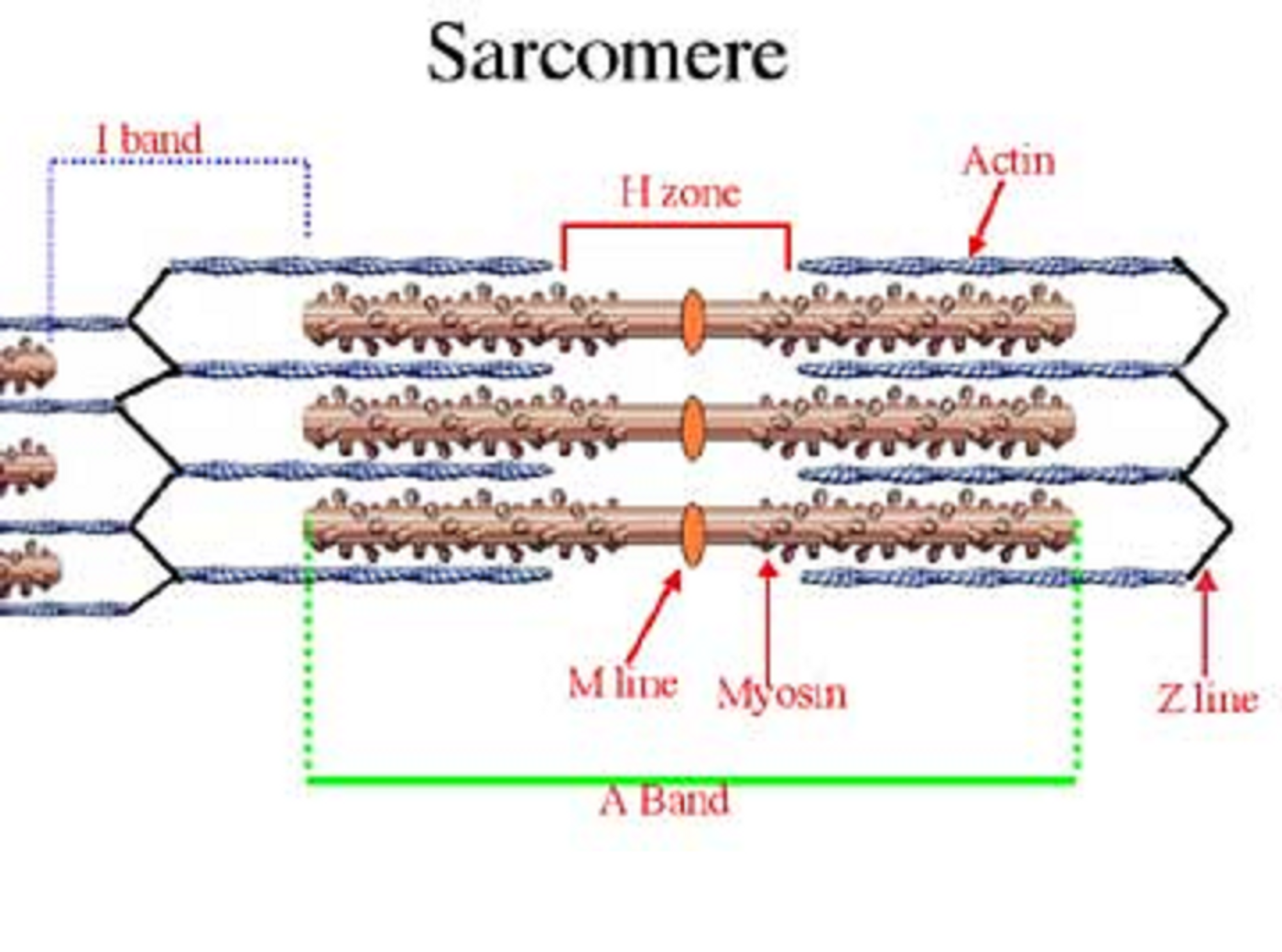 Sarcomere Definition Structure Sliding Filament Theory