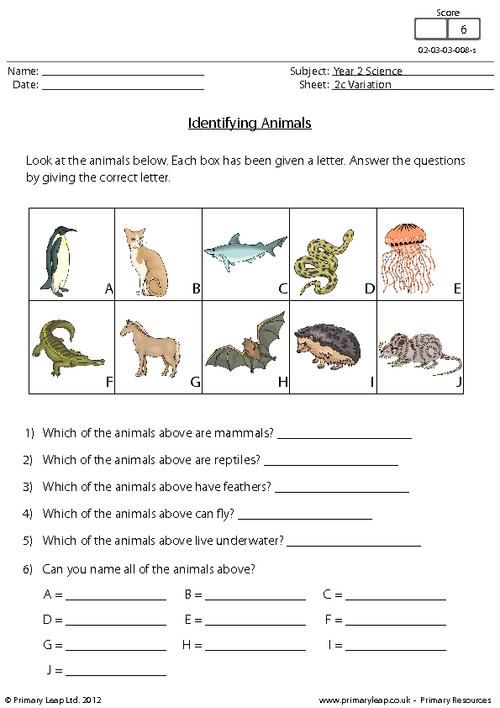 Science Animal Groups Amphibians Worksheet Primaryleap Co Uk