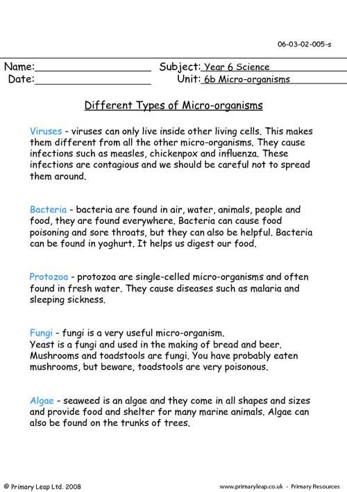 Science Different Types Of Microorganisms Worksheet Primaryleap Co Uk