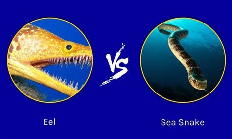 Sea Snake Vs Eel 5 Key Differences Explained