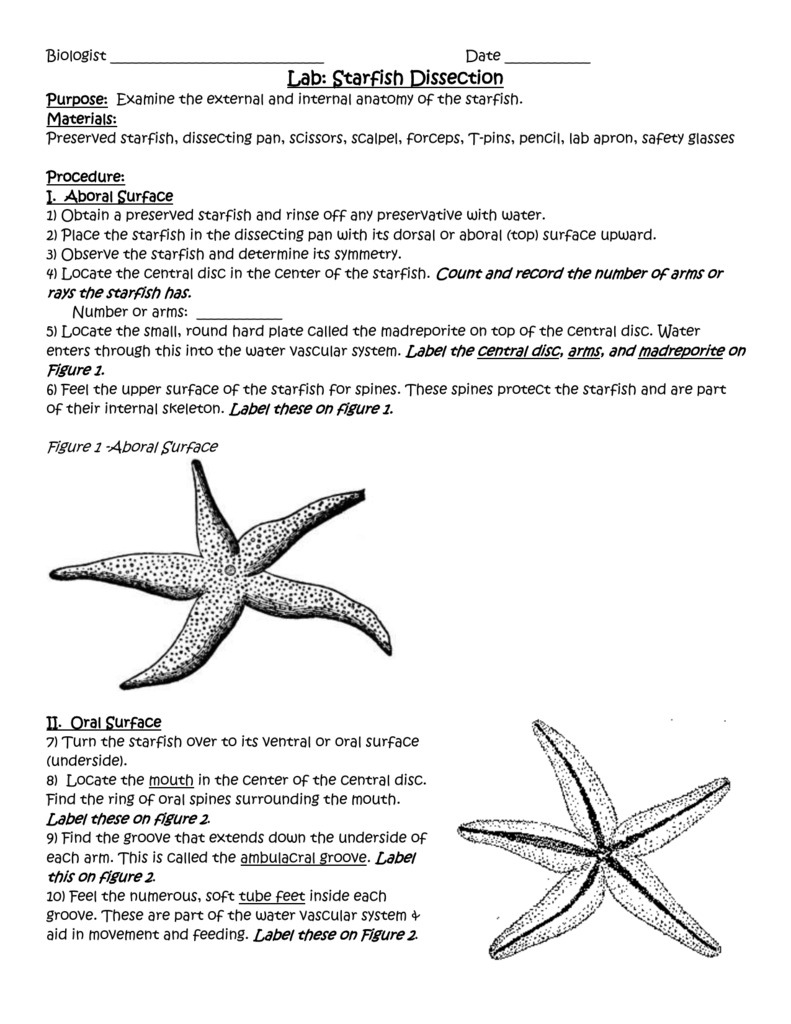 5 Essential Tips for Sea Star Dissection Worksheet