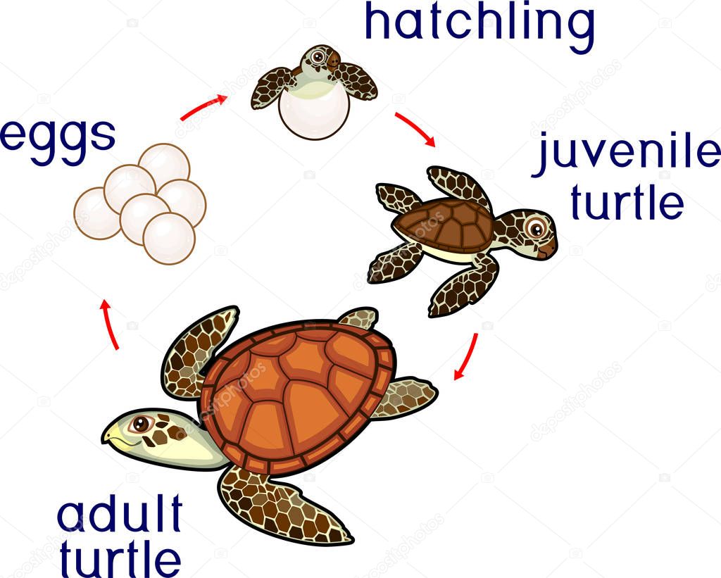 Sea Turtle Life Cycle Set Sequence Of Stages Vector Image