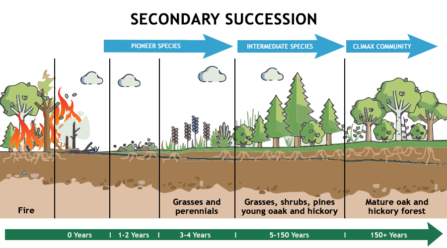 Secondary Succession Definition And Examples Biology Online Dictionary