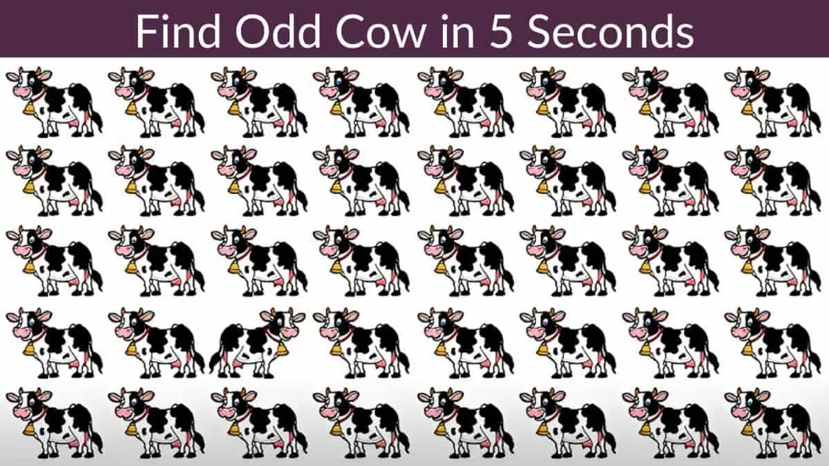 Seek And Find Can You Find The Odd Cow Within 5 Seconds