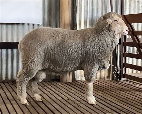 Semen Sire Profiles Anderson Poll Merino