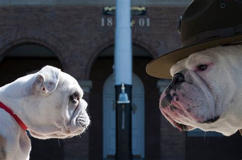 Sgt Chesty The Bulldog Retiring As Marine Corps Mascot Washington Times