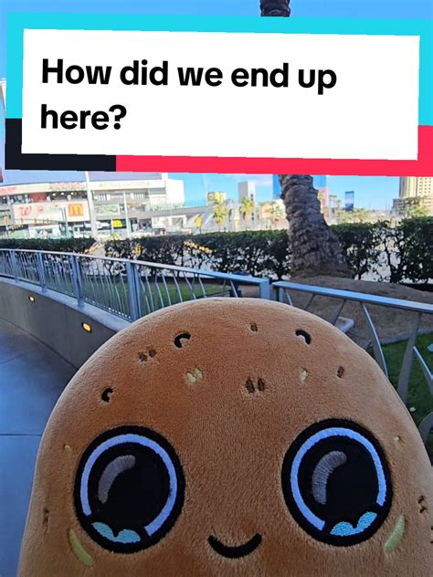 Shark Nuggie Adventure Missing In Las Vegas Tiktok