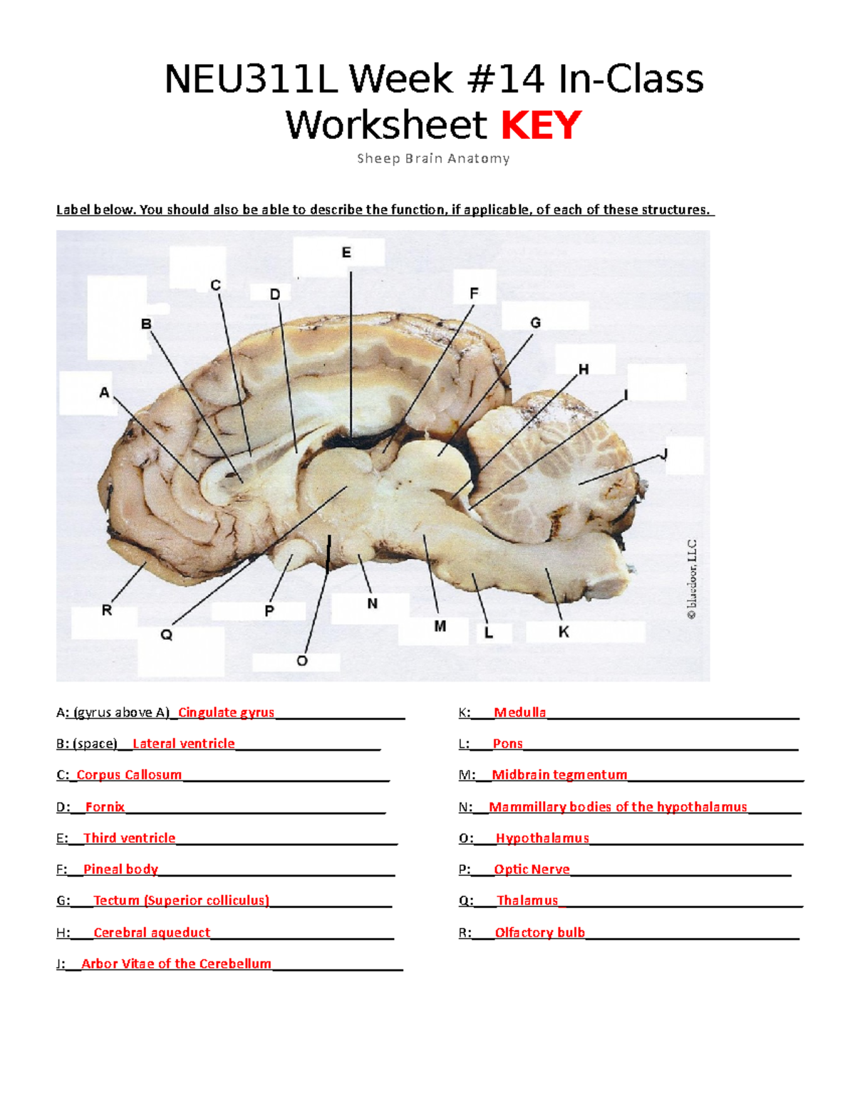 Sheep Brain Dissection Worksheets Answers