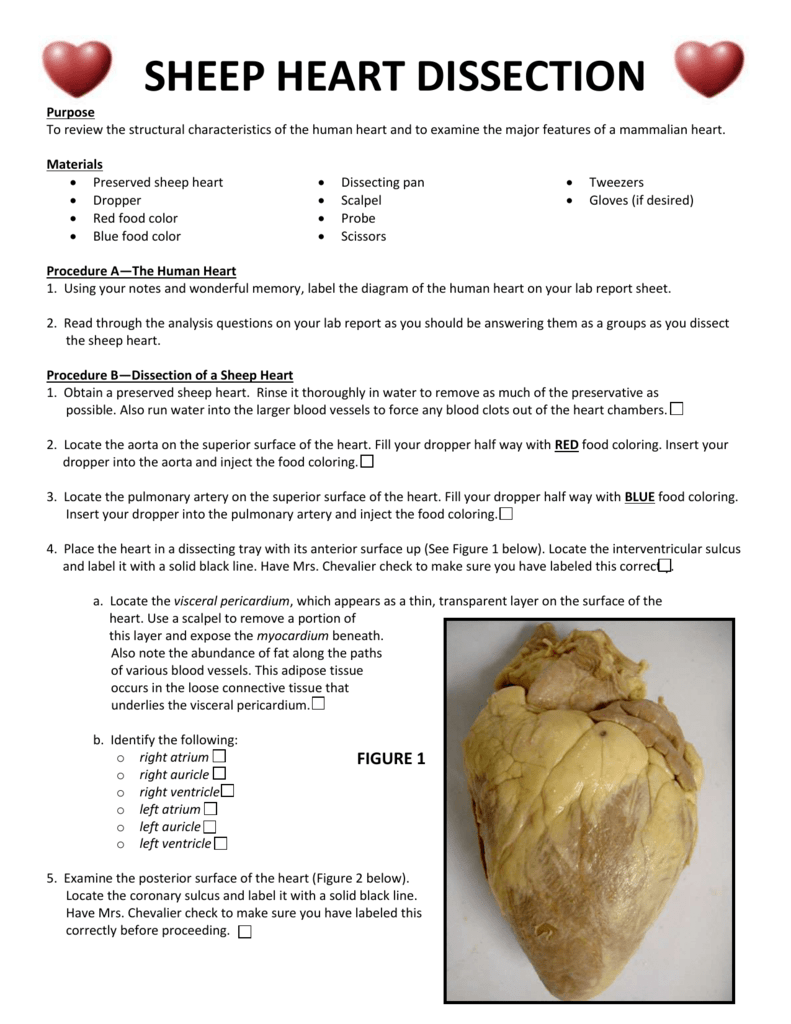 Sheep Heart Dissection Worksheet Printable Kids Entertainment