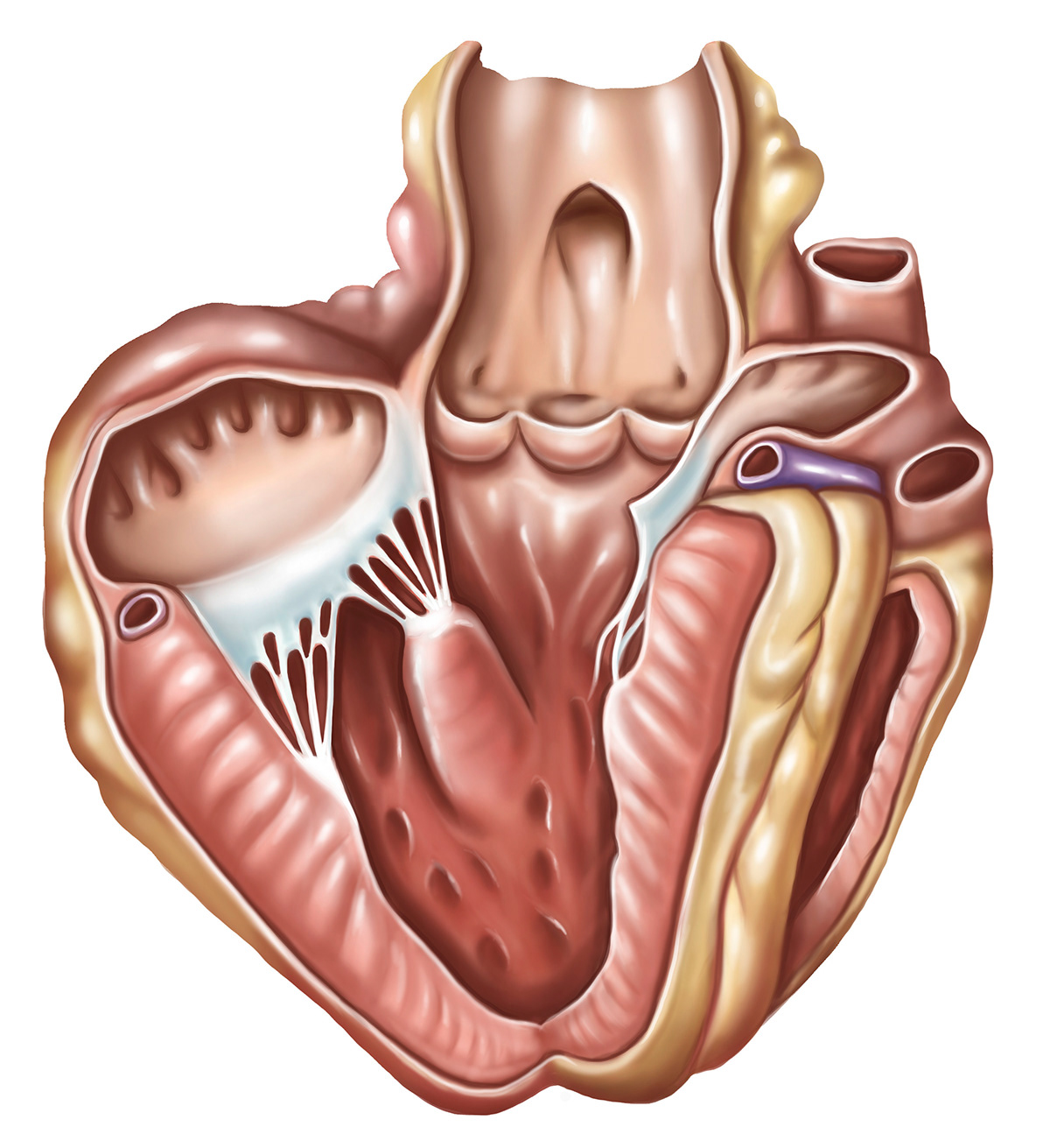 Sheep Heart Dissection