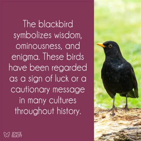 5 Symbolic Meanings of a Blackbird