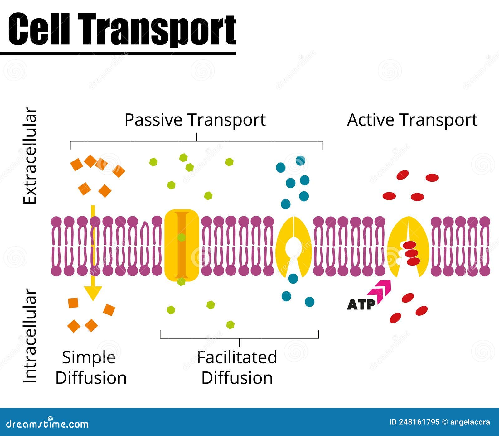 Simple Diffusion Vs Active Transport