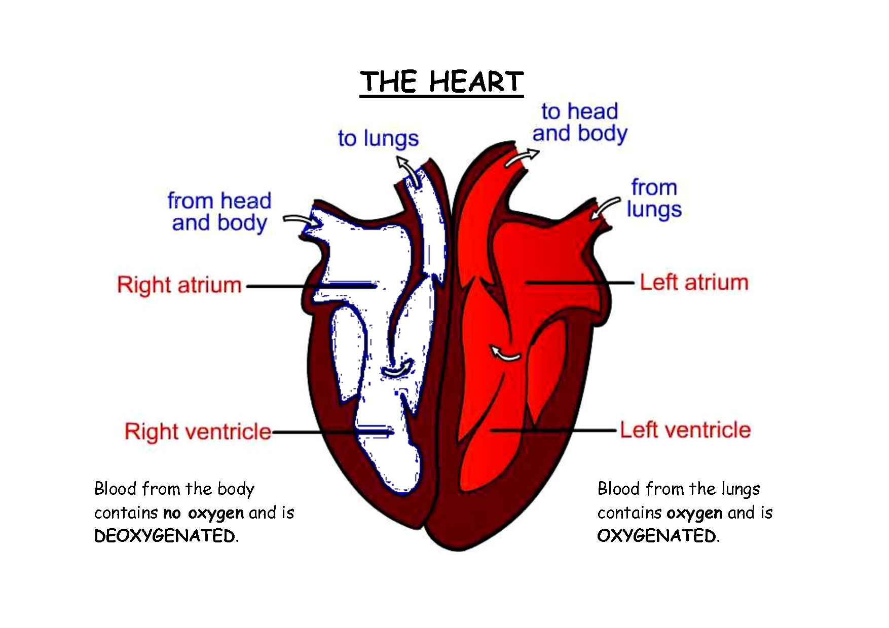 Simple Heart Diagram For Kids To Label Circulatory System For Kids Heart Diagram Cardiology