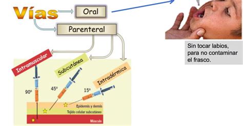 Sitios Anatomicos De Aplicacion Cepem Informaci N Sobre Vacunas